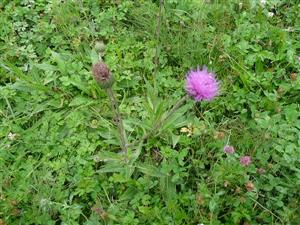 TML_6440_067_Domadice - Hontianske Trsťany_Cirsium_heterophyllum_7.8.2013